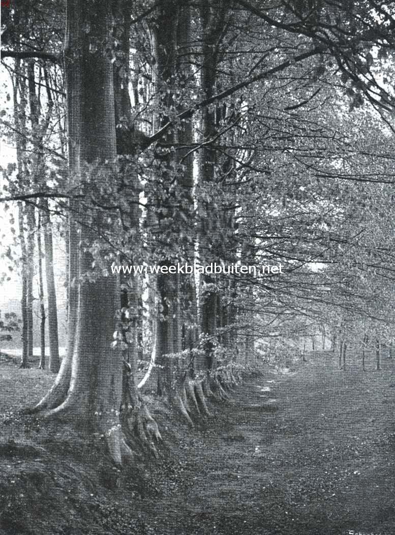 Herfst onder de beuken