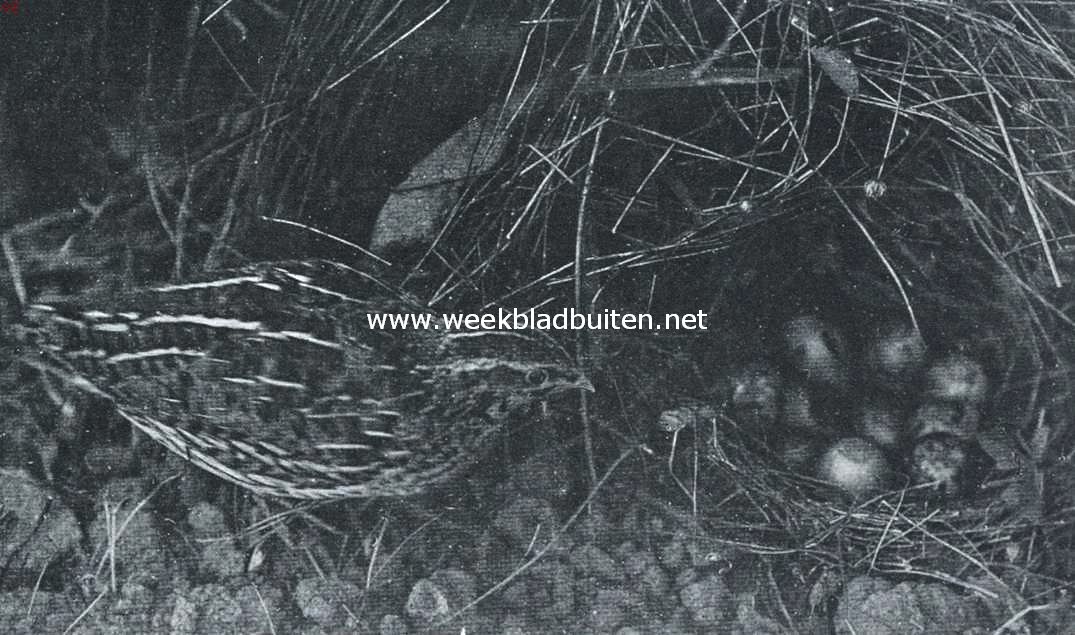 Kwartel bij zijn nest