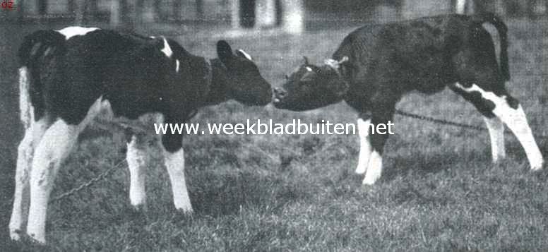 Klaaglied van het kalf. Kalverenliefde. De afscheidskus