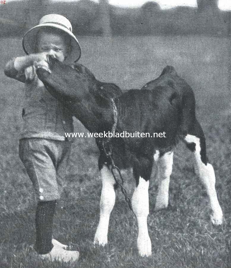 Klaaglied van het kalf. De kleinde rakker aan 't plagen