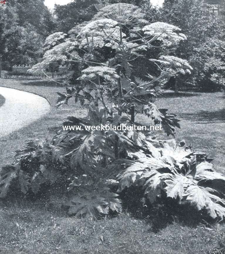 Heracleum Giganteum