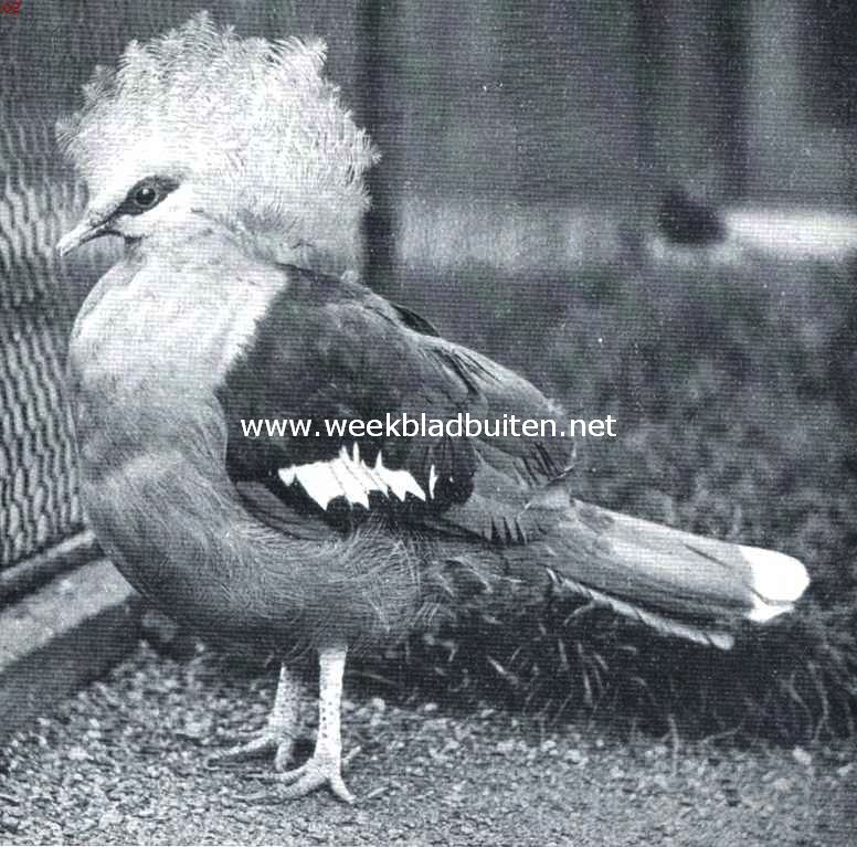 Kroonduiven. De gwone kroonduif