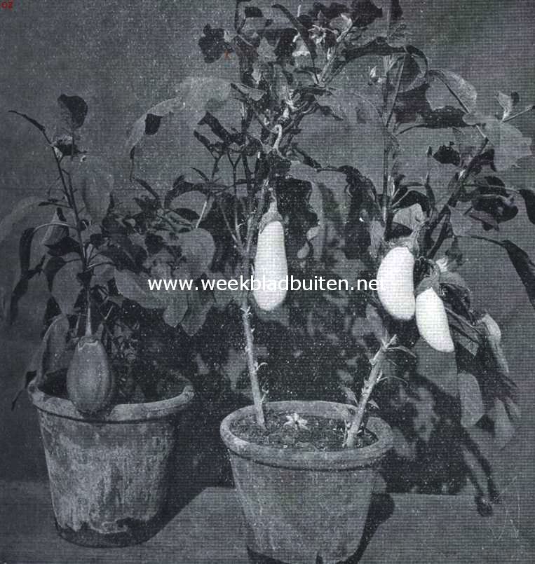 Aubergine of eierplant met witte en roode vruchten