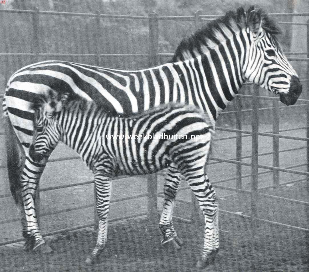 Uit de zebra-perken van 