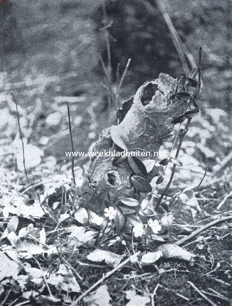 De maagdepalm. (Vinca Minor)
