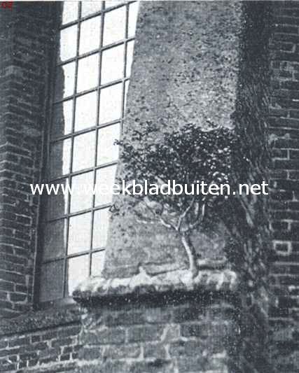 Muurplanten. Boompje op een steunbeer van de kerk te Rolde