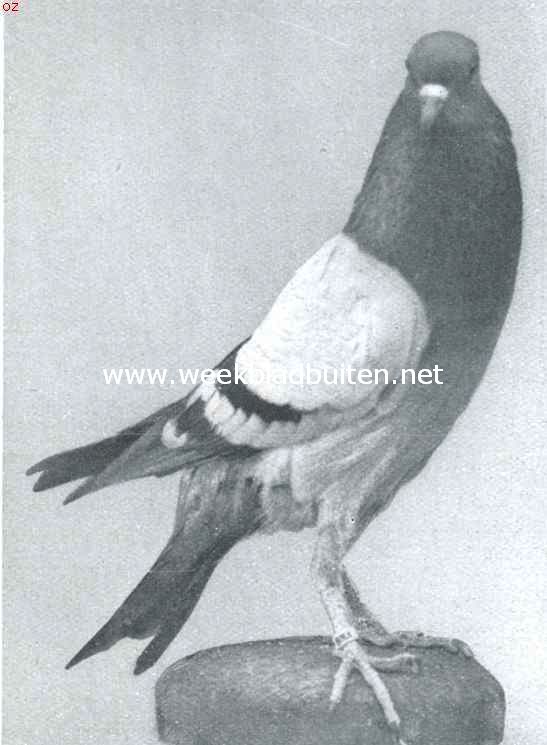 Blauwroek Brnner Kropper duif