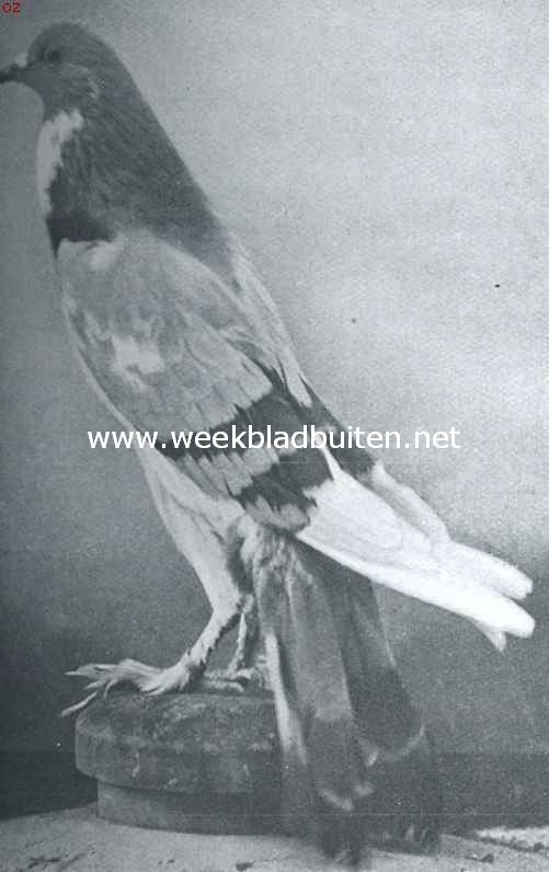 Blauwbonte Engelsche Kropper duif