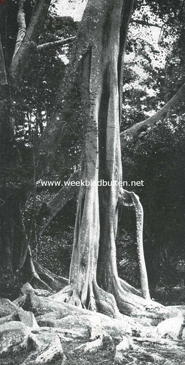 Ficus Elastica. Stam van de Hevea Brasiliensis, naast de ficus de voornaamste caoutchoucboom in den proeftuin op Ceylon