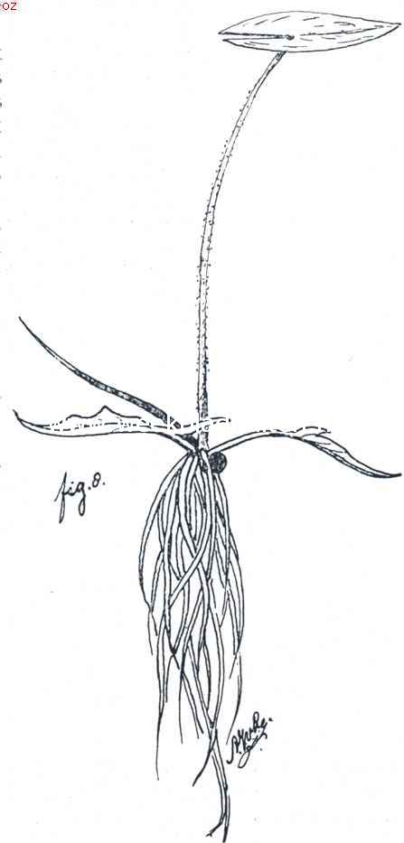 Kiemplant der Victoria Regia vertoonende zaad, wortels, priemvormig blad en twee pijlvormige onderwaterblaadjes en het eerste drijvende blad