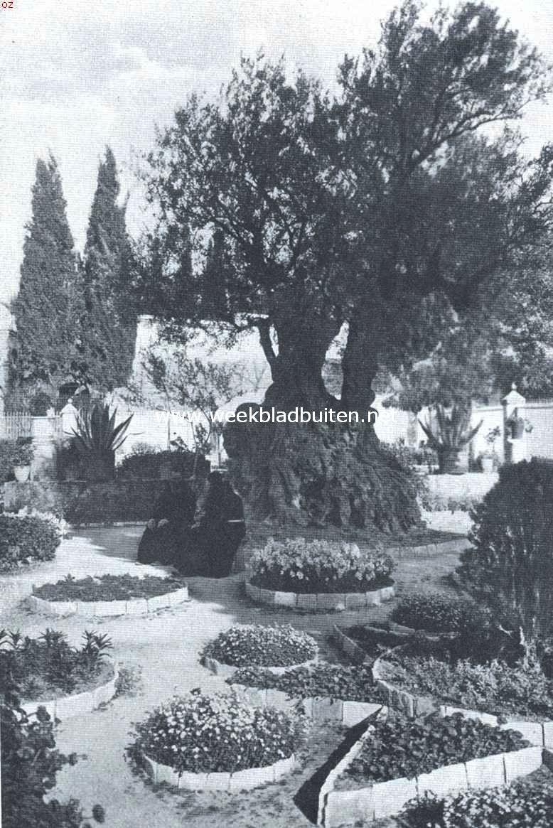 De hof van de hoeve Gethsman aan den weg van Jeruzalem naar Bethani. In het midden een der acht oude olijfboomen van den hof, die, naar gezegd wordt, nog uit Jezus' tijd stammen