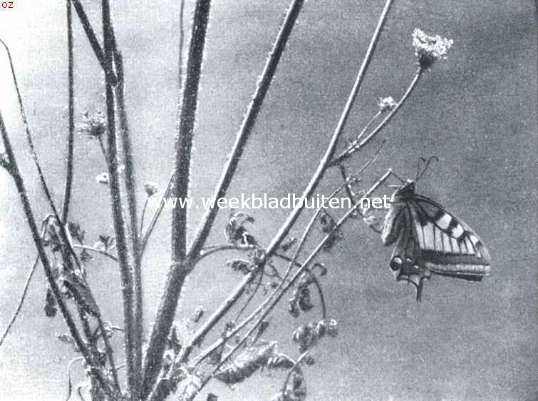 Rupsen van dagvlinders bij 't verpoppen. Opn. VII. Uit de pop rechts is de vlinder gekropen. Een naar boven geslagen driehoekig stuk boven aan de poppenhuid, wijst de opening aan, waardoor de vlinder het omhulsel  verlaten heeft. Tusschen de opnamen IV en VI ligt telkens een tijdsruimte van een dag, tusschen VI en VII 22 dagen. 1/2 van de ware grootte