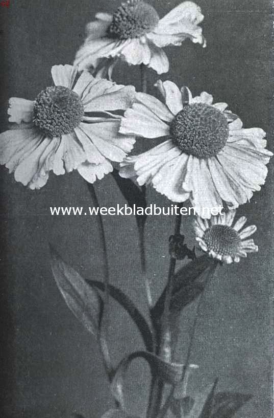 Drie mooie vaste planten. Helenium Pumilum Magnificum