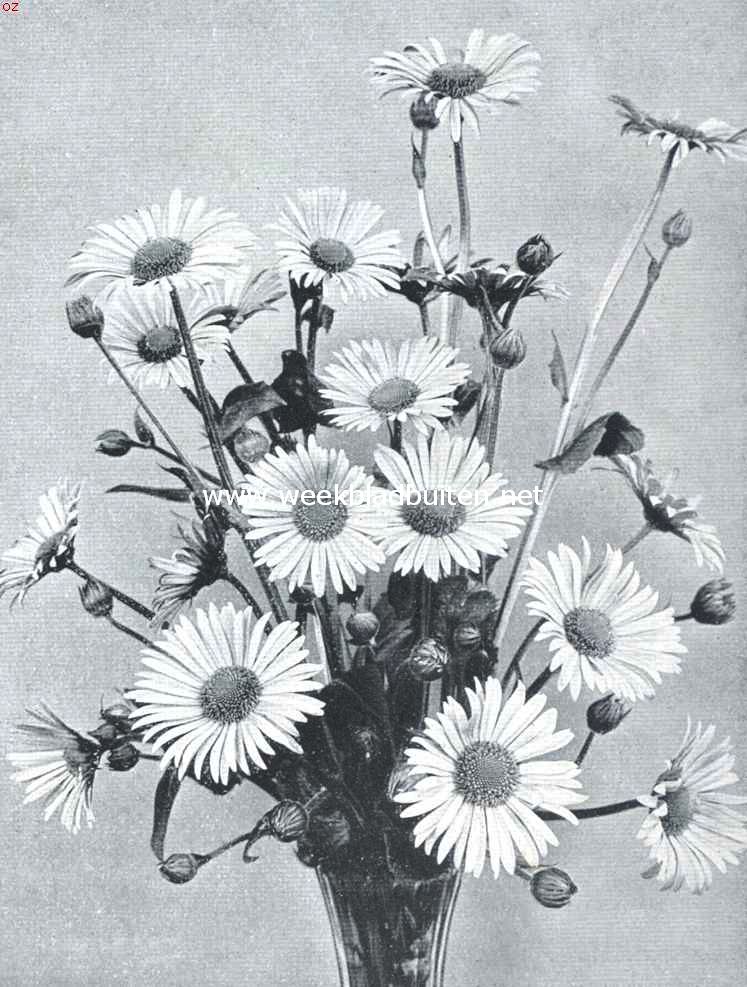 Drie mooie vaste planten. Een bouquetje Doronicums