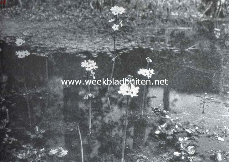 Heiveen. Waterviolier