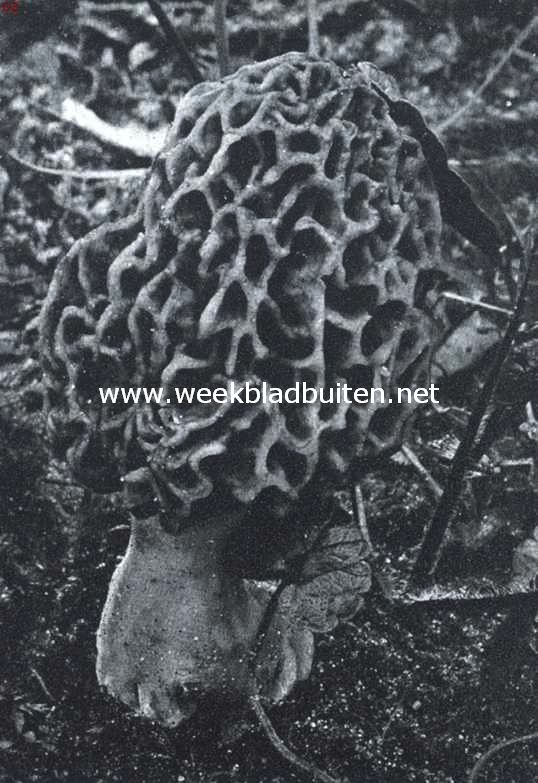 Een lente-zwam. De morielje (Morchella Esculenta)