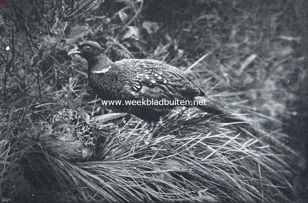 Bont van pluim. Fazanten op het nest