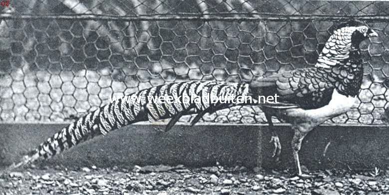 Amherst fazant (Chrysolophus Amherstiae). Bewoont thans Baikal, Mongoli, Zuid- en Zuidwest-China