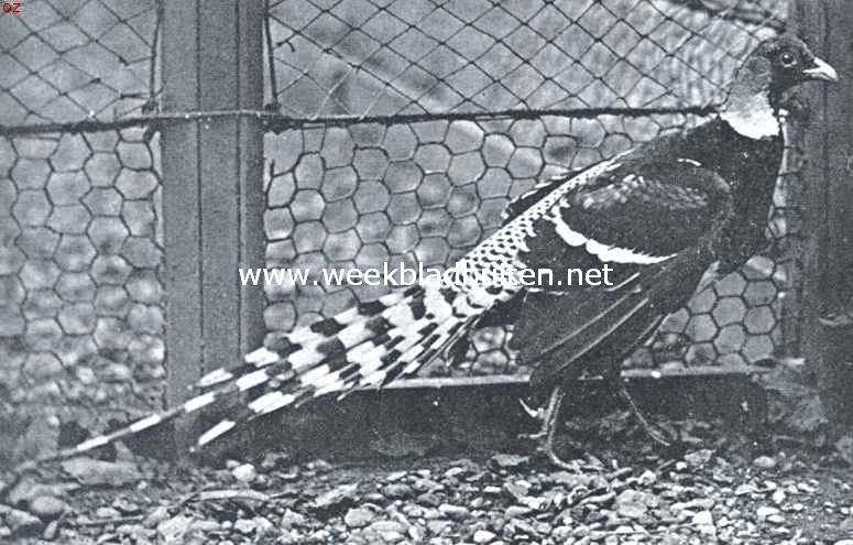 Swinhoe's fazant (Gennaeus Swinhoei). Wordt in China aangetroffen