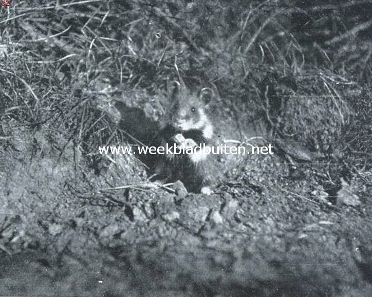 Hamster, op zijn achterpooten zittend