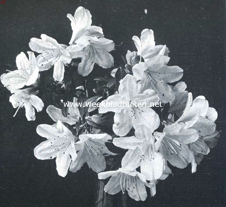 Rhododendron Gibsonii
