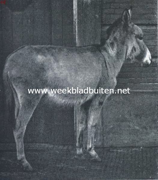 Wilde ezel