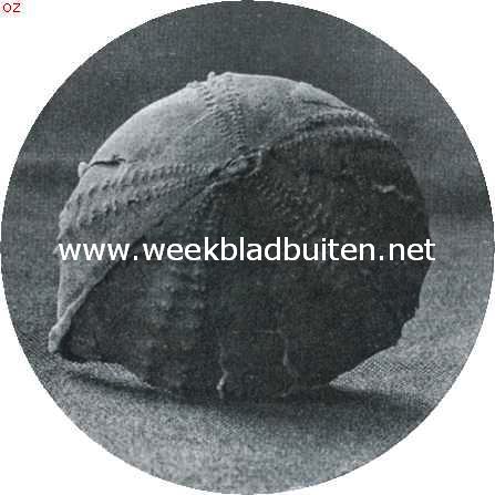 Het geheim van den steen. Versteende zeegel