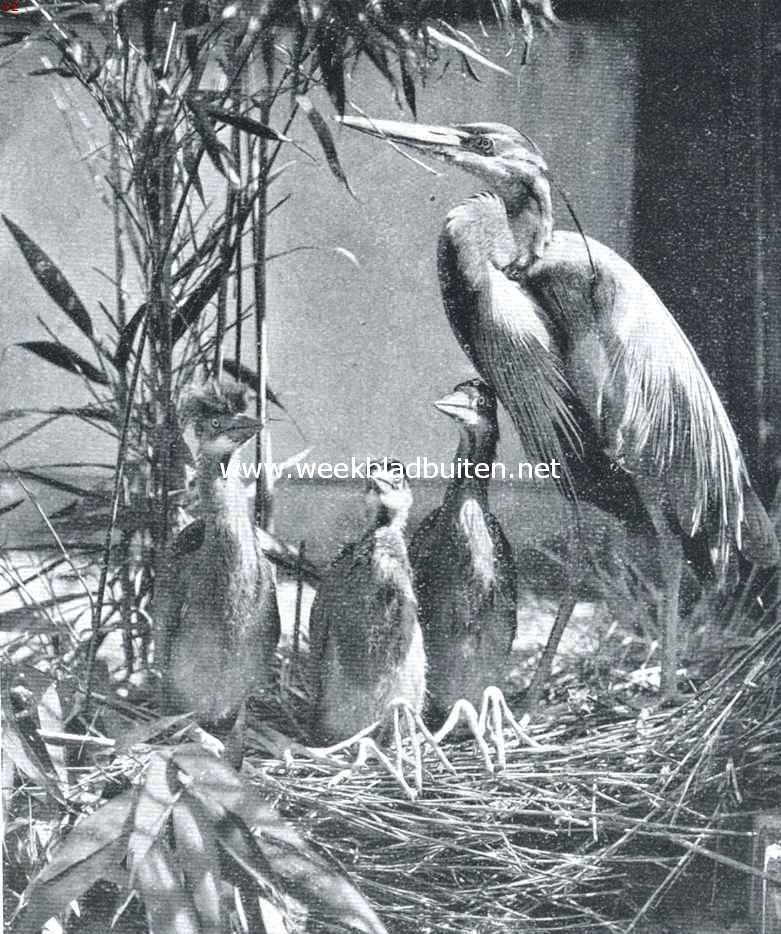 Manilla-reiger met jongen in 