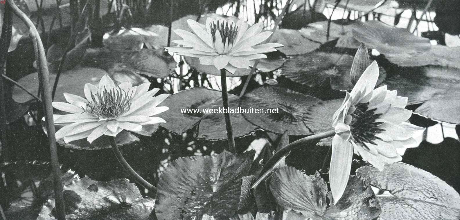 Tropische waterplanten. Een krachtig bloeiend exemplaar van Nymphaea Lotus Flore Albo (Witte Egyptische Lotus) met bloemen van ruim 25 c.M. in doorsnede, in den Hortus te Amsterdam. (nachtbloeier)