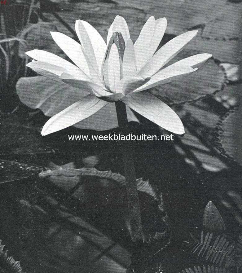 Tropische waterplanten. Bloem van de Witte Egyptische Lotus, bezig in den ochtend te sluiten