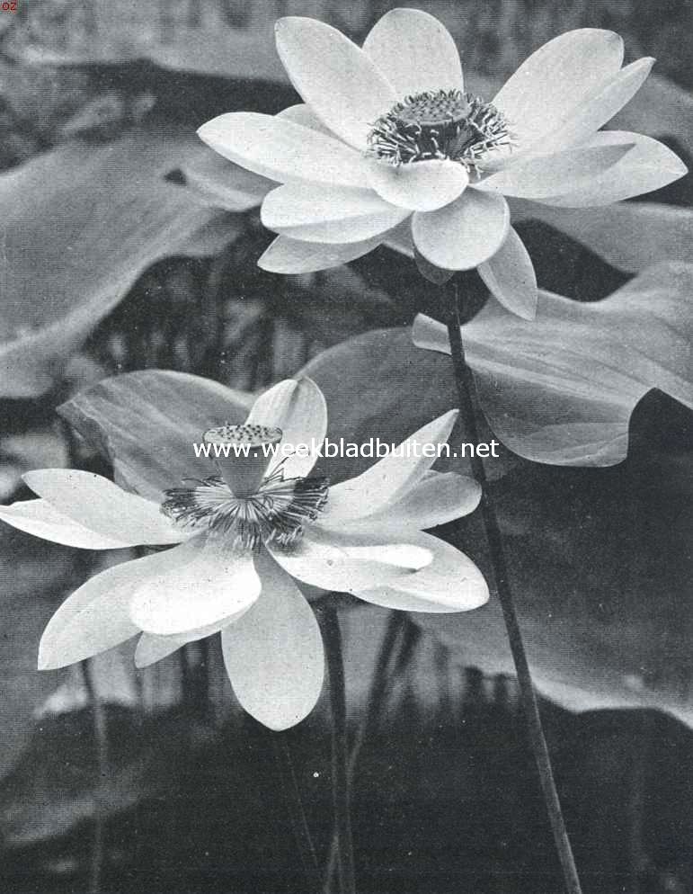 Tropische waterplanten. Bloemen en bladen van de Heilige Indische Lotus (Nelumbium Speciosum), welke hoog boven het water opgroeien en zeer welriekend zijn. (dagbloeier)
