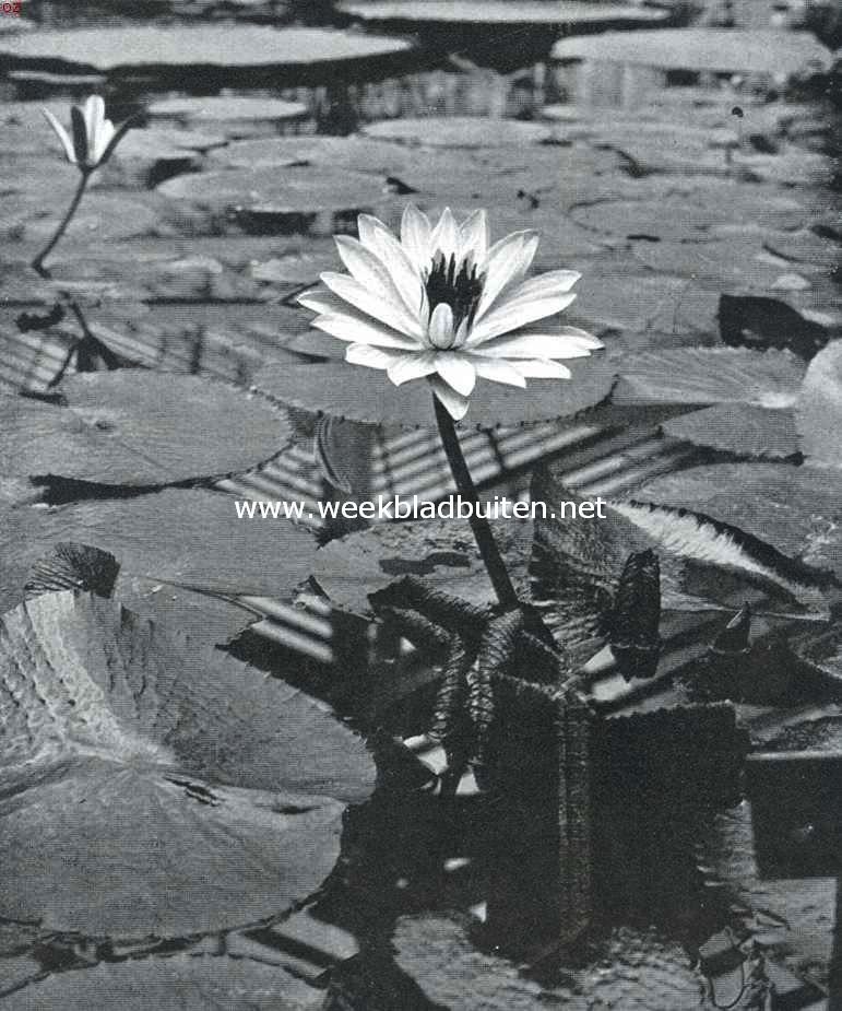 Tropische waterplanten. Bloeiende plant van de Rose Egyptische Lotus (Nymphaea Lotus Flore Roseo), welker bloemen ook niet zelden een doorsnede van meer dan 25 c.M. bereiken. (nachtbloeier)
