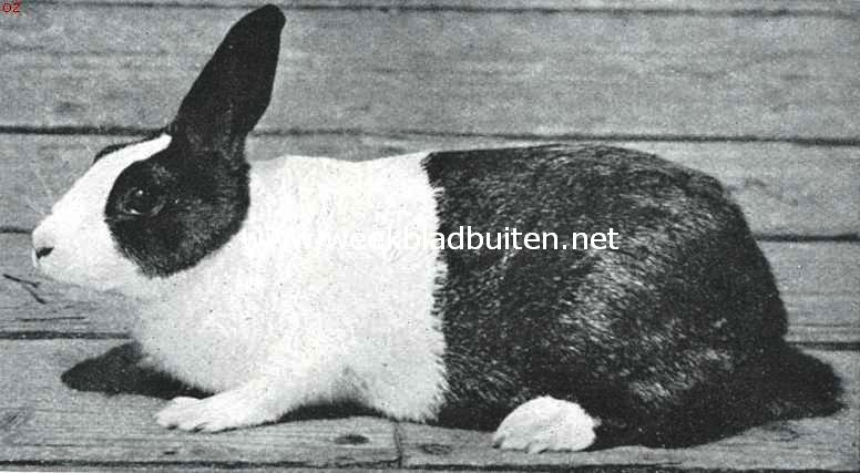 Ijzergrauw Holl. Voedster (1 jaar oud)