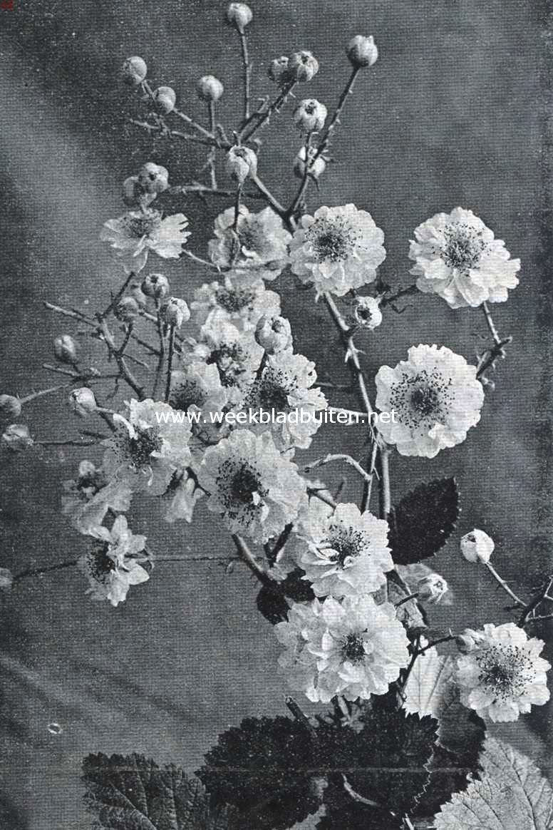 Bramen. Bloeiende tak van een sierbraam (Rubus Ulmifolius Var, Bellidiflorus)