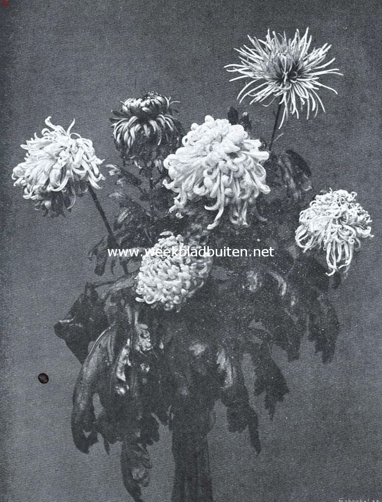 Chrysanthen