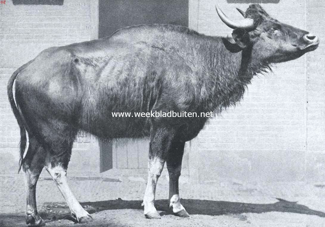 De Gaur of het Junglerund, in een houding waarin hij er 