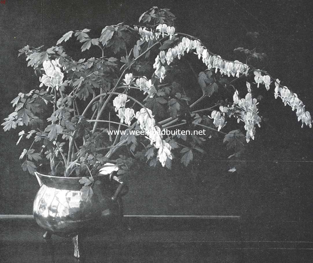 Dyclytra Spectabilis (Dilytra of Dicentra)