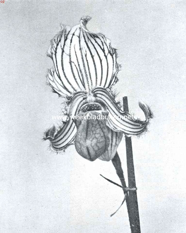 Cypripedium Fairieanum