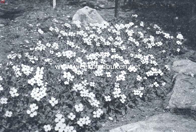 Rotstuinen en bosbeplanting. Aubrietia