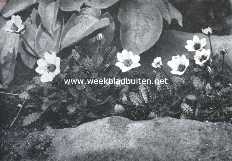 Rotstuinen en bosbeplanting. Dryas Actopetola