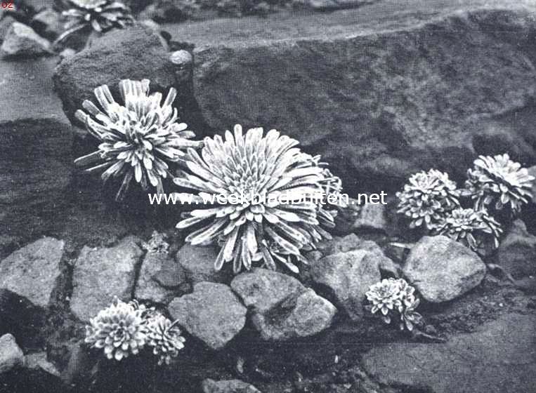 Rotstuinen en bosbeplanting. Saxifraga Longifolia