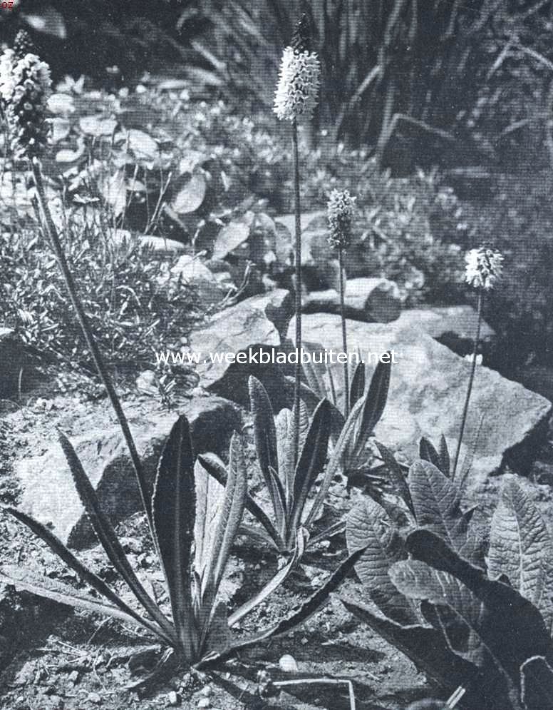 Primula Littoniana