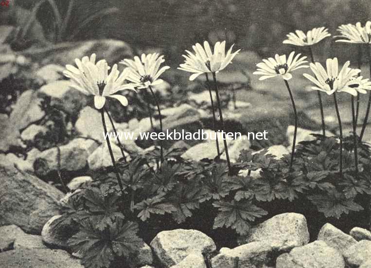 Anemone Blanda Synthinica