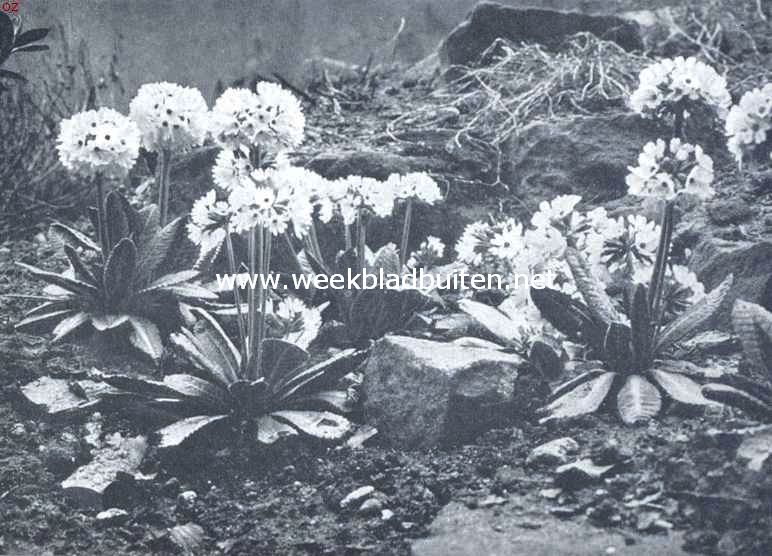 Primula Denticulata Alba