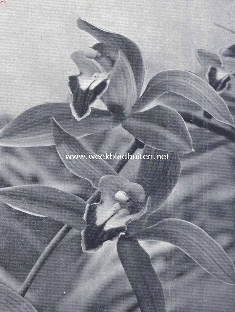 Mooie orchideen. Cymbidium Lowianum