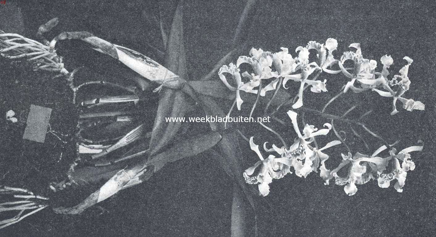 Laelia Crispa