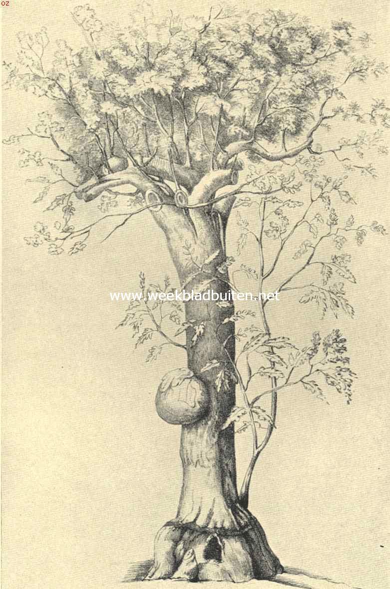 De boom van Boerhave in den Hortus Botanicus te Leiden
