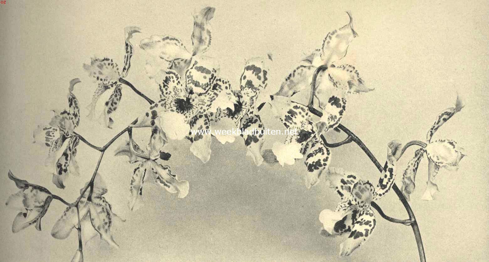 Odontoglossum Rolfeae