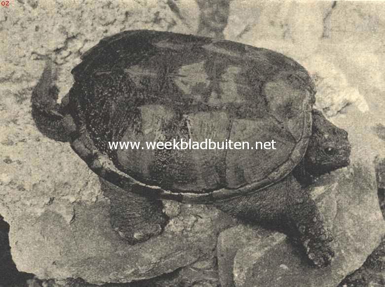 Bijtschildpad
