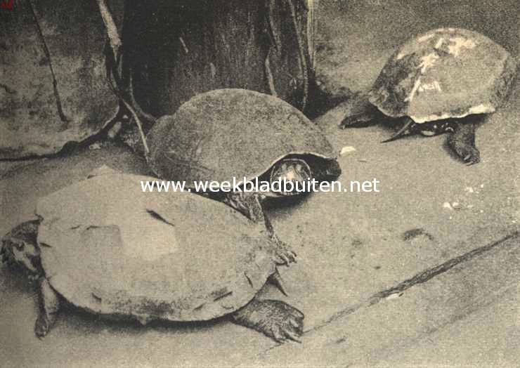 Moerasschildpadden